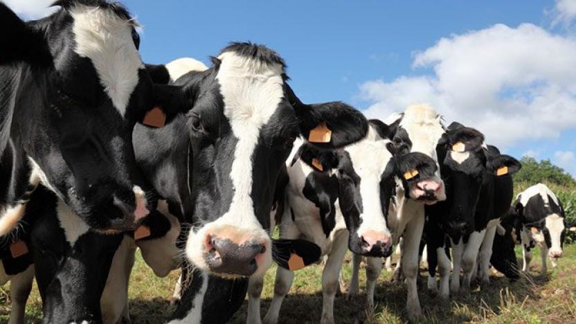 Holstein breed