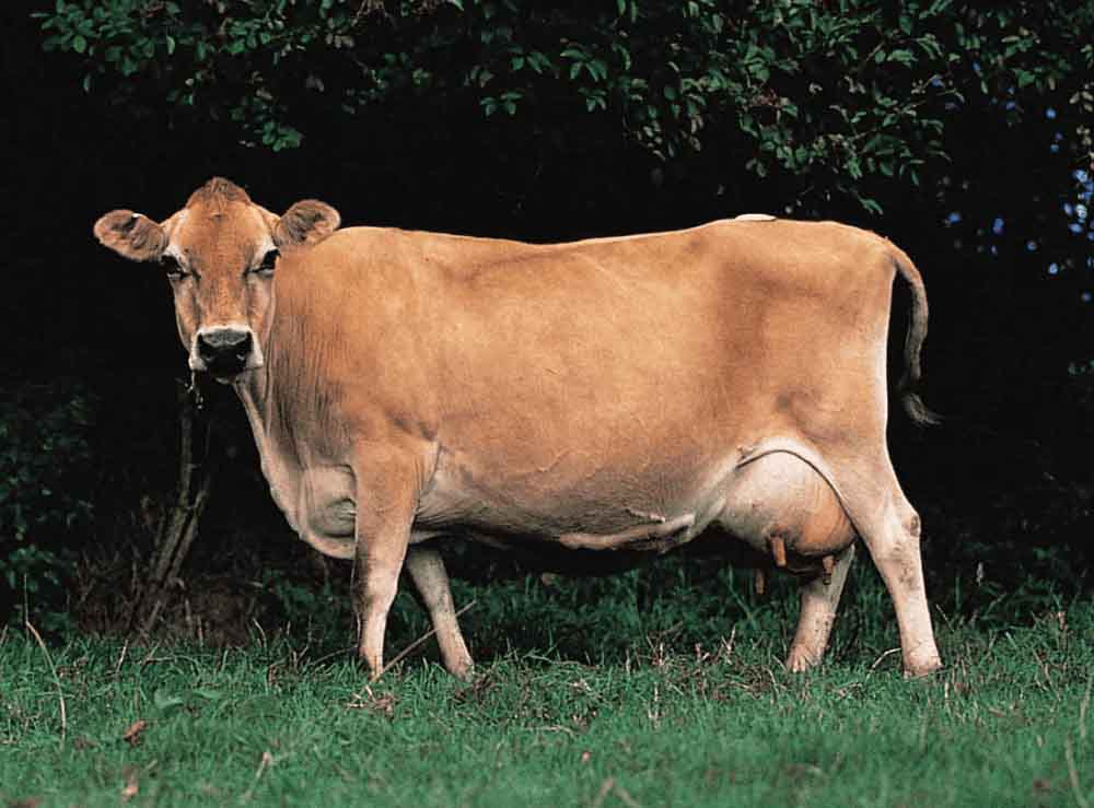 The Difference of Turaner Agriculture in Jersey Breed Animal Import