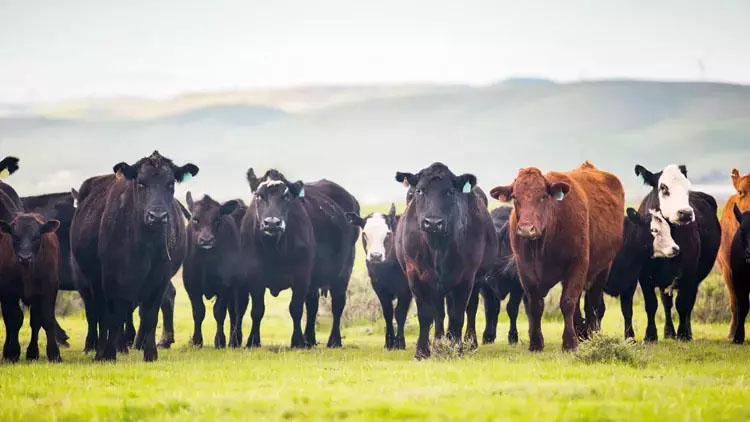Processes of Importing Cows and Calves from Abroad